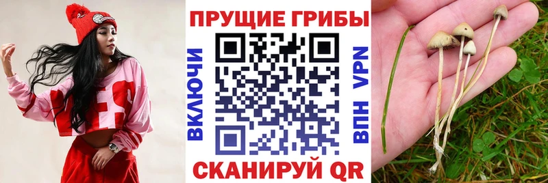 Галлюциногенные грибы Psilocybe  Билибино 